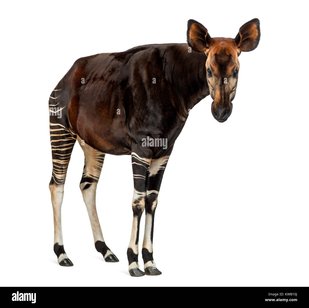 Okapi stehend, in die Kamera schaut, Okapia johnstoni, isoliert auf weißem Stockfoto