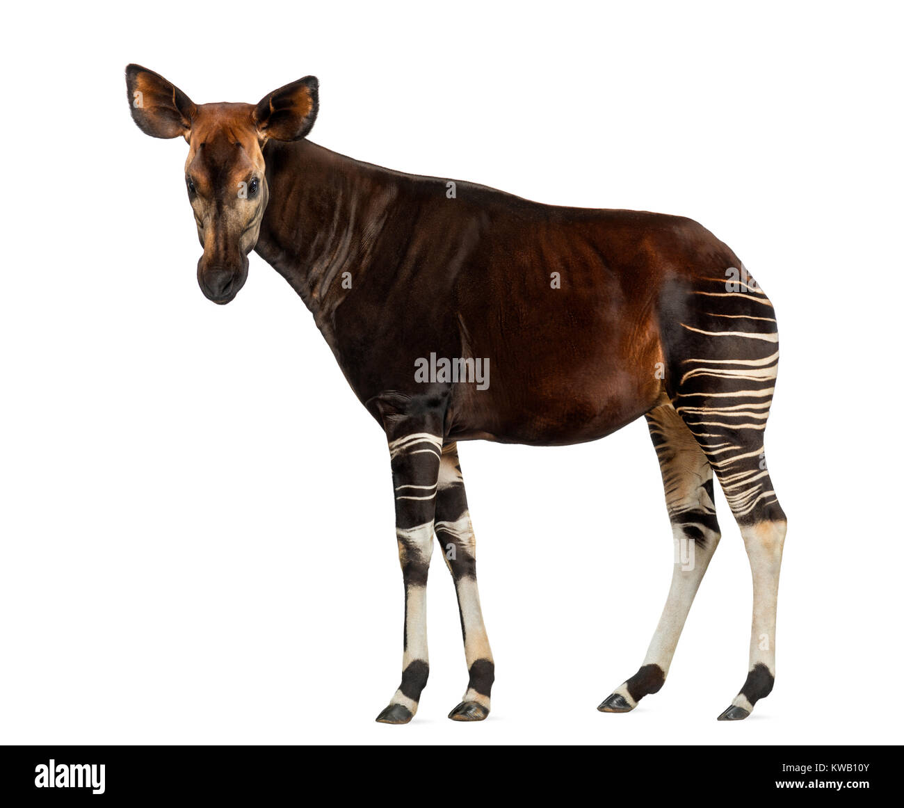 Seitenansicht einer Okapi stehend, in die Kamera schaut, Okapia johnstoni, isoliert auf weißem Stockfoto