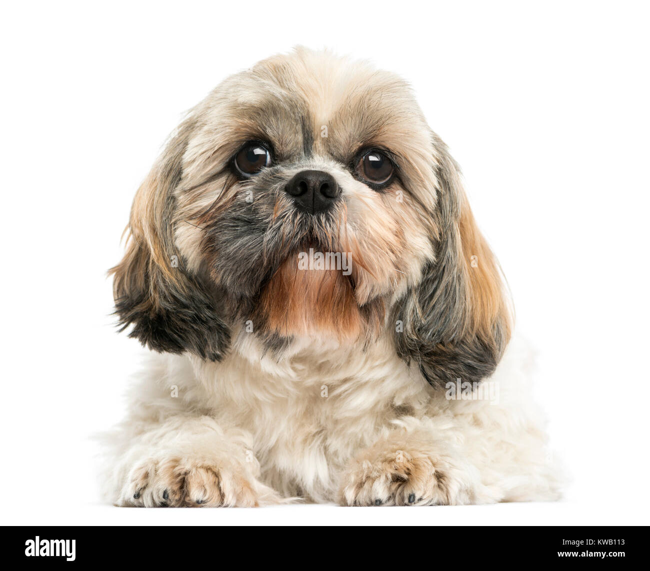 Vorderansicht eines Shih Tzu liegend, isoliert auf weißem Stockfoto
