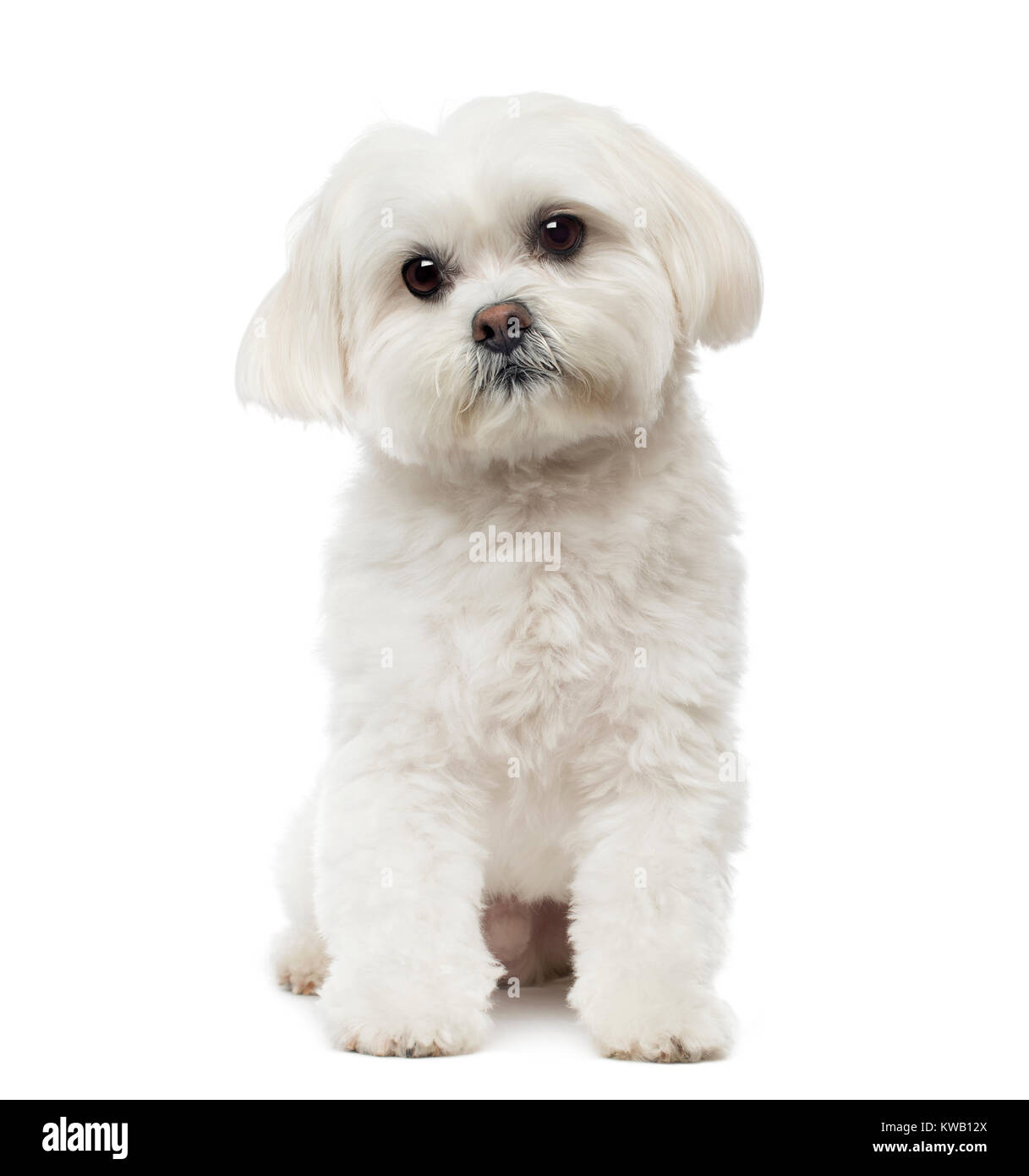 Malteser Hund sitzend, Tagträumen, 3 Jahre alt, isoliert auf weißem Stockfoto