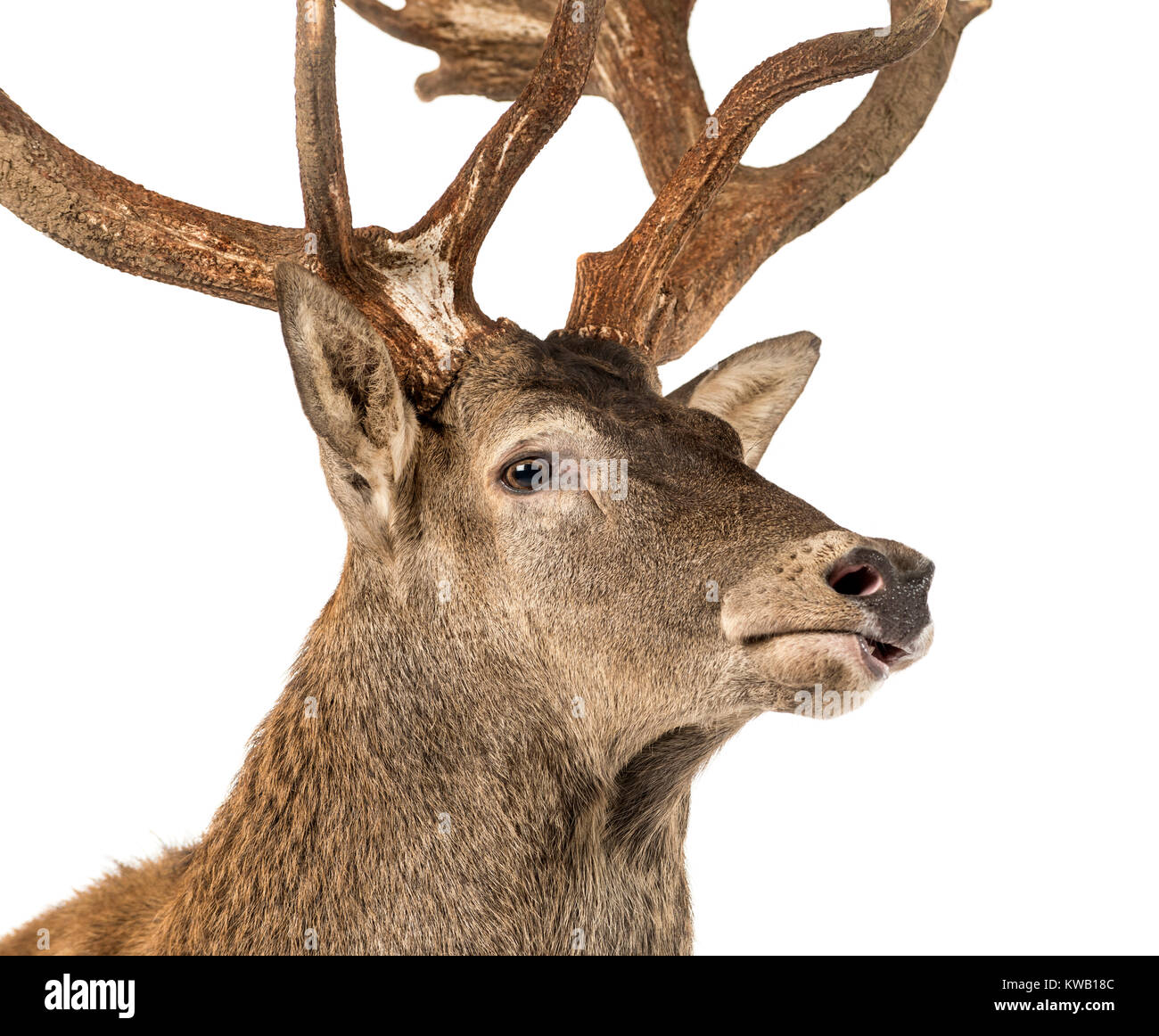 Nahaufnahme von einem Rothirsch Hirsch vor einem weißen Hintergrund Stockfoto