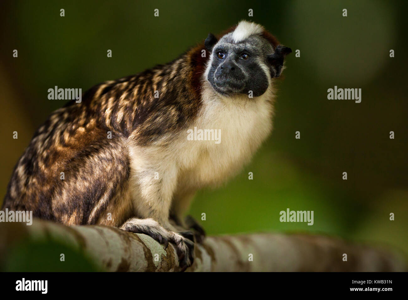 Tamarin von Geoffroy, Saguinus geoffroyi, im Regenwald auf einer Insel im Lago Gatun, Soberania National Park, Republik Panama, Mittelamerika. Stockfoto