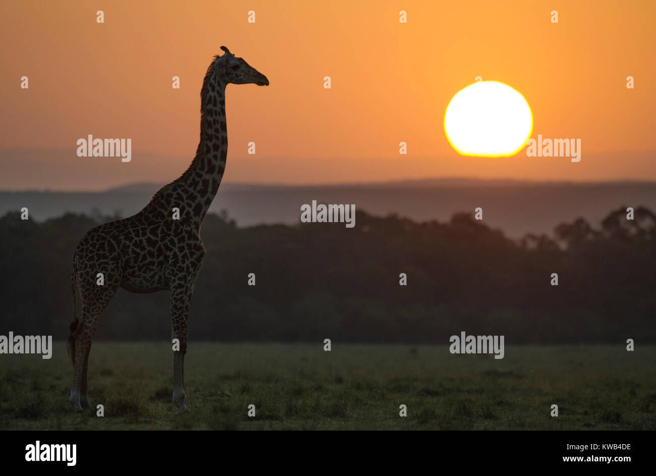 Masai-Giraffe Stockfoto