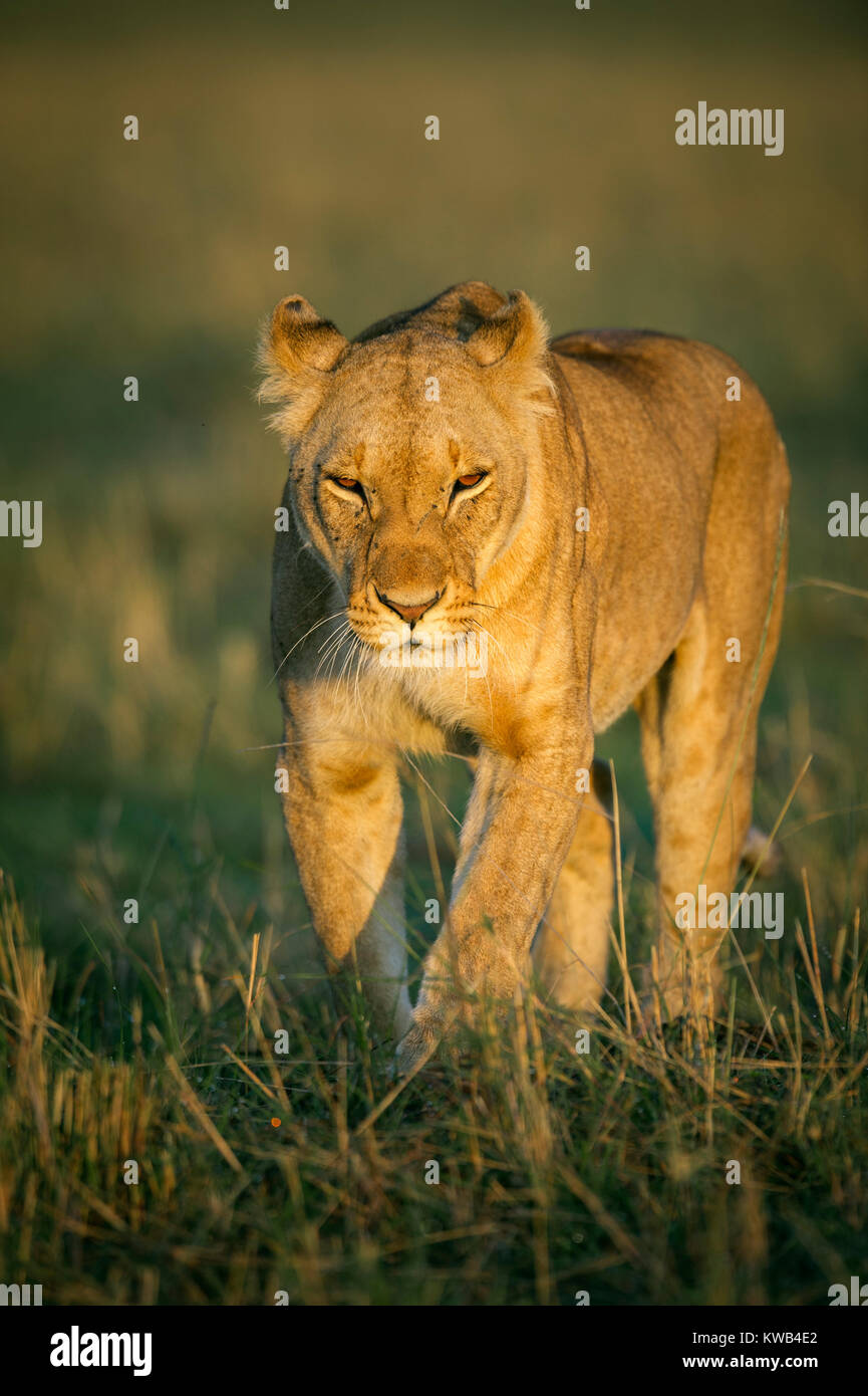 Löwin in der Morgendämmerung Stockfoto