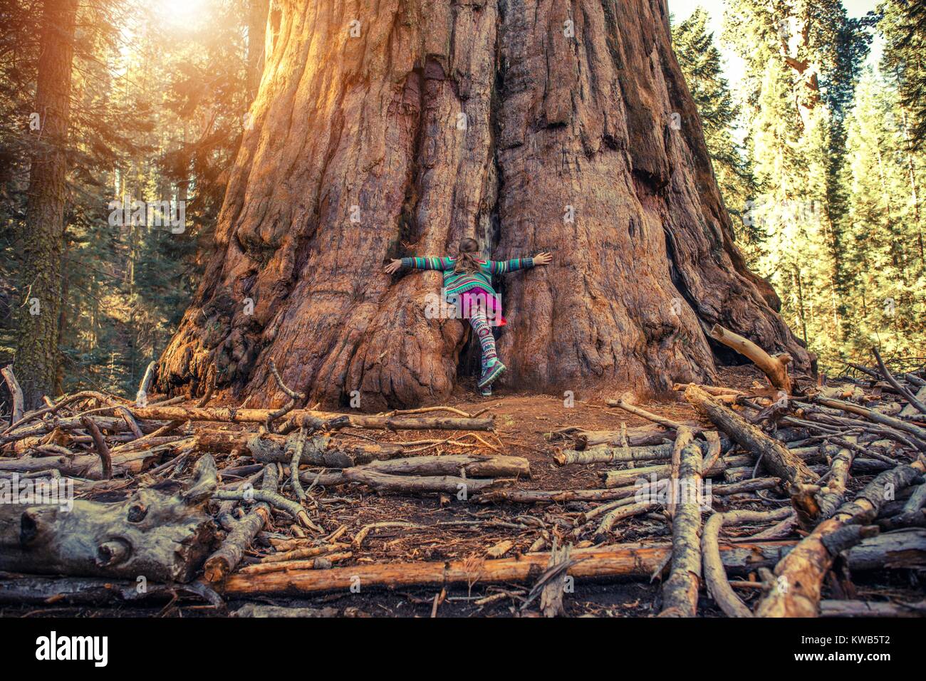 Hugging Giant Sequoia Redwood von kaukasischen Mädchen im Teenageralter. Erkunden Giant Forest in Kalifornien Sierra Nevada. Sequoia National Park. United S Stockfoto