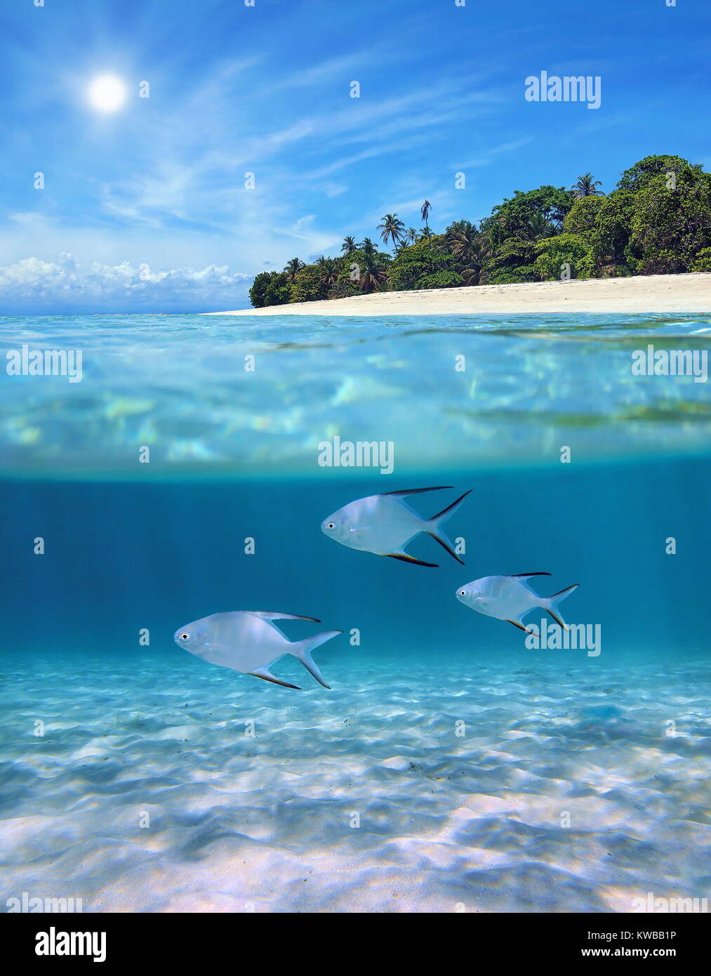 Oberhalb und unterhalb der Meeresoberfläche in der Nähe von Tropical Island Beach mit Palometa Fischen unter Wasser schwimmen über sandigen Meeresboden, Karibik, Panama Stockfoto