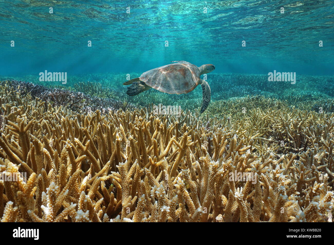 Coral Reef Unterwasser mit einem grünen Meeresschildkröte schwimmt zwischen Wasseroberfläche und Korallen, Pazifik, Neukaledonien, Ozeanien Stockfoto