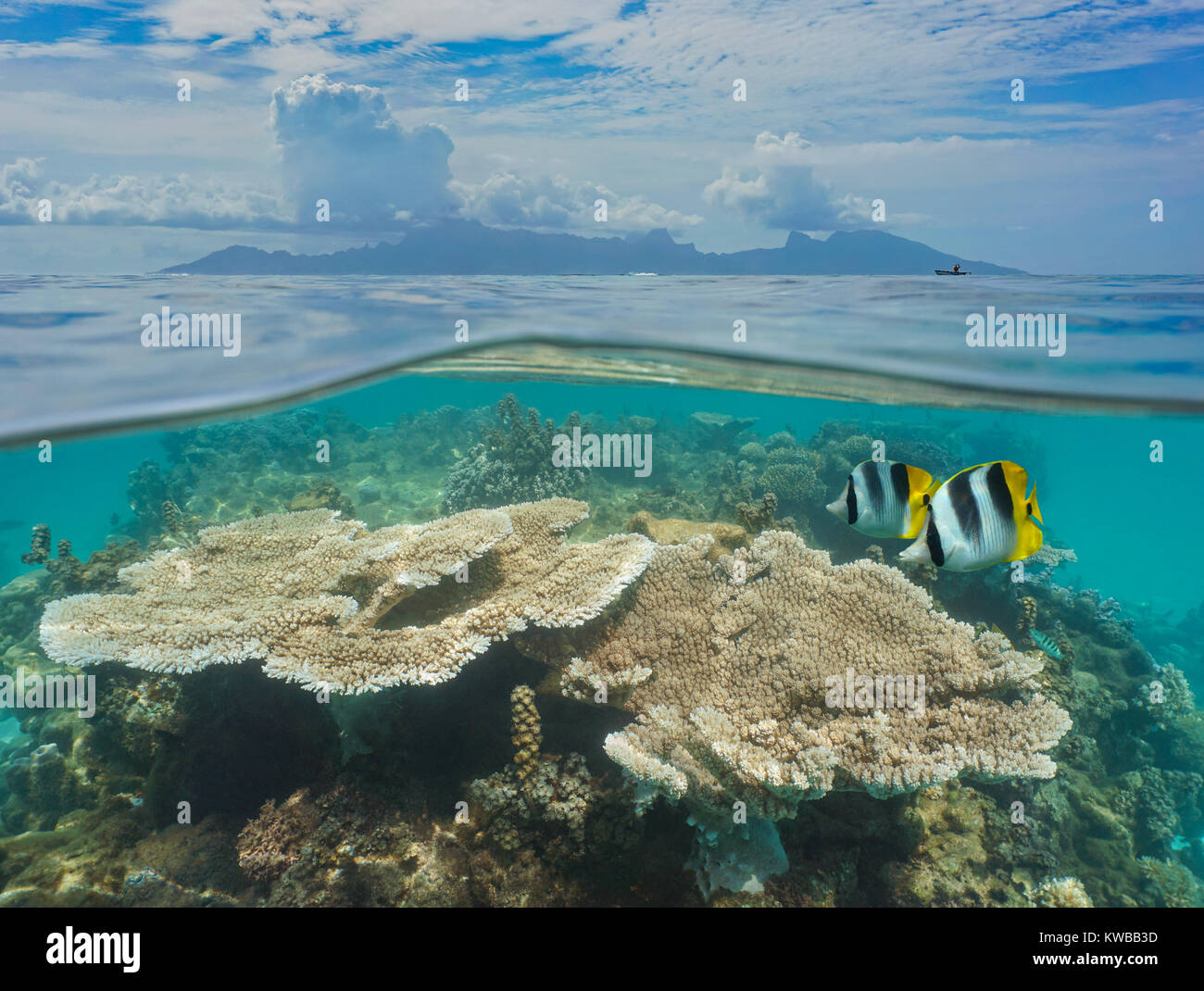 Über und unter der Meeresoberfläche Französisch Polynesien Moorea Insel am Horizont mit Korallen und Fische unter Wasser, von der Lagune von Tahiti gesehen, Pazifischer Ozean Stockfoto