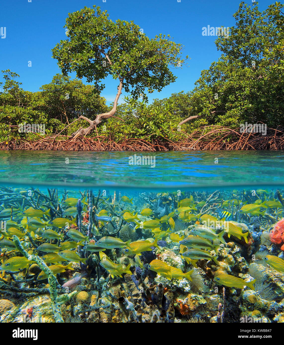 Geteiltes Bild oberhalb und unterhalb der Wasseroberfläche mit Mangroven und einem Schwarm von tropischen Fischen mit meeresschwämmen Unterwasser, Karibik, Panama Stockfoto