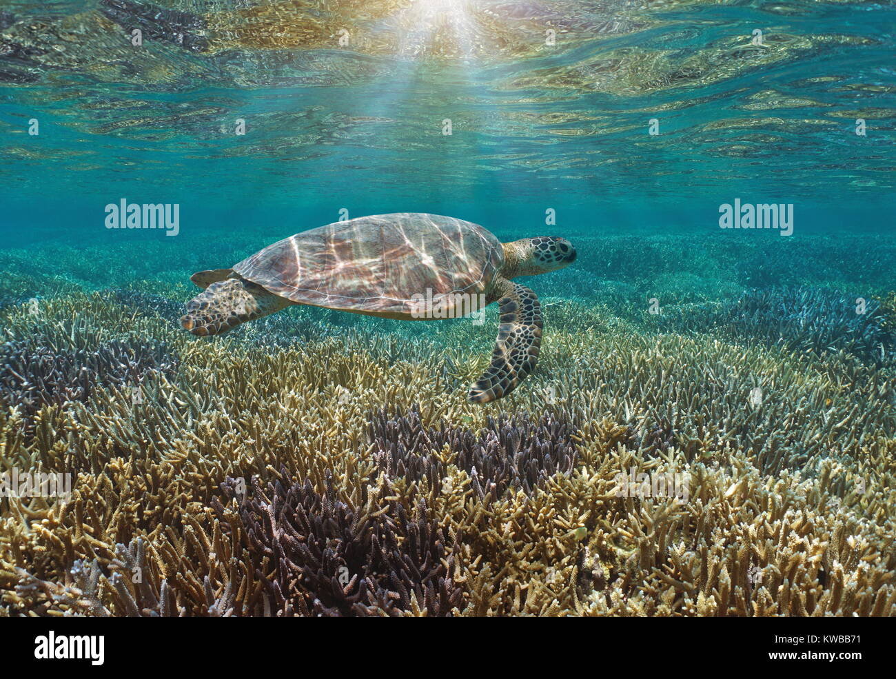 Unterwasser eine Grüne Meeresschildkröte über einen unberührten Korallenriff mit Sonnenlicht durch Wasser Oberfläche, Pazifik, Neukaledonien, Ozeanien Stockfoto