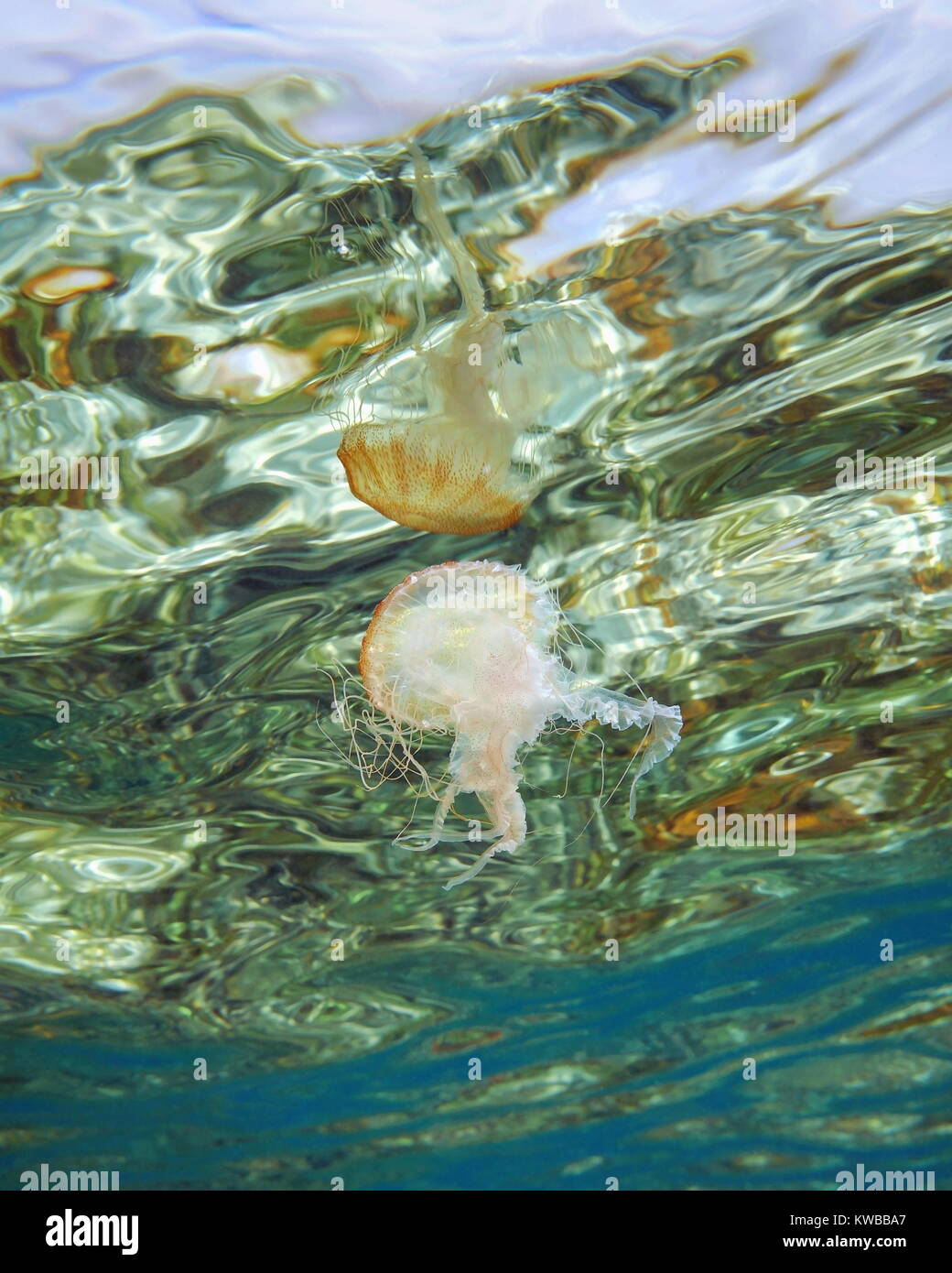 Unterwasser Quallen Pelagia noctiluca auf der Meeresoberfläche, Karibik wider, natürliche Szene Stockfoto