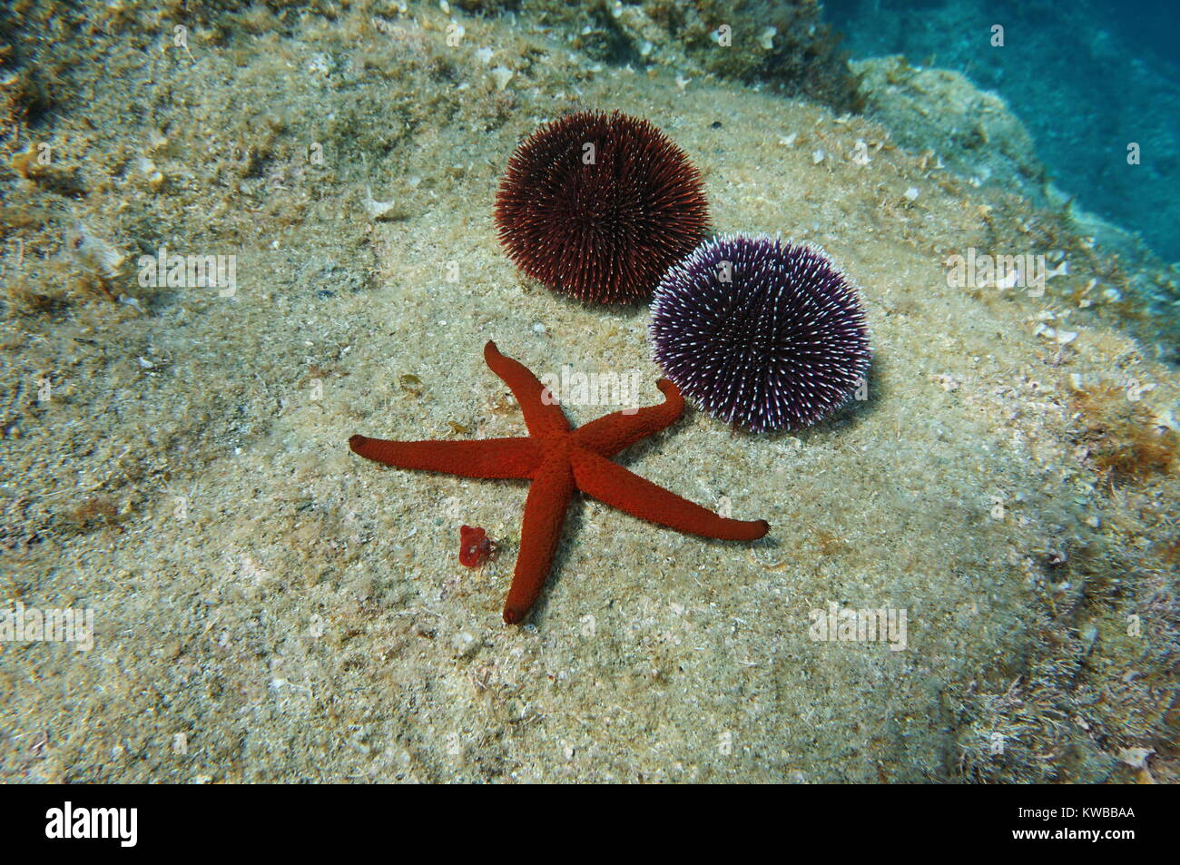Unterwasser eine rote Seesterne und Seeigel, Mittelmeer, Spanien, Costa Brava, Katalonien, Cap de Creus Stockfoto