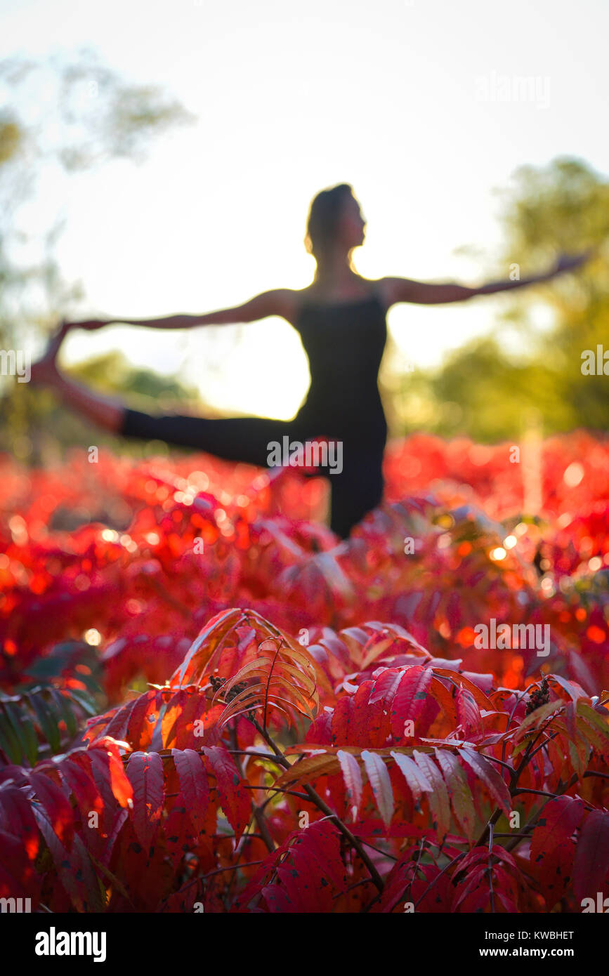 Verlängerte Hand zu Zehengriff, Utthita Hasta Padangustasana. Vorsätzliche flache Tiefenschärfe. roter Sumach Herbst Farbe mit Frau zurück in Yoga lit darstellen Stockfoto