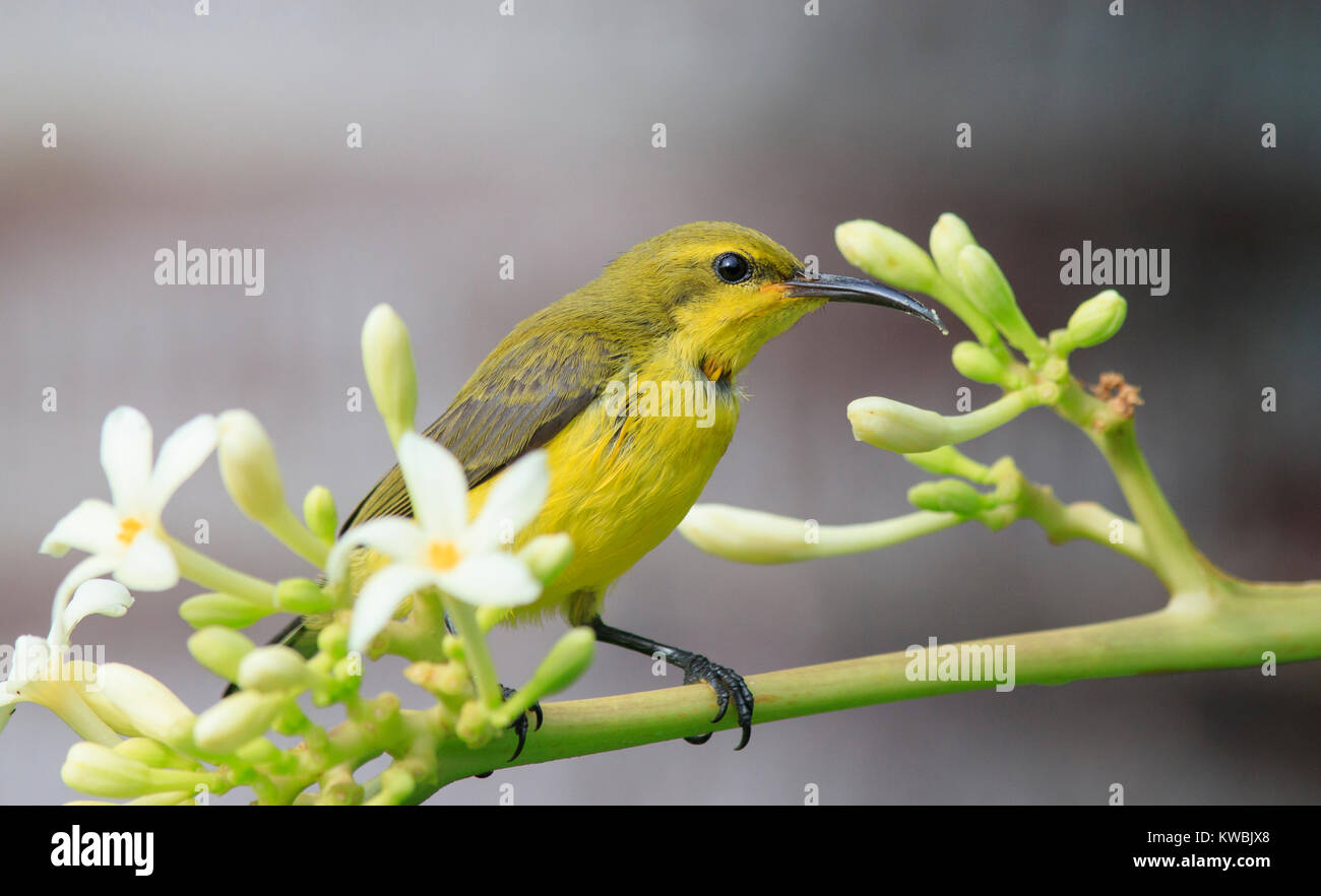 Eine Olive-backed Sunbird, Nectarinia jugularis, (Juvenile männlichen) Fütterung auf den Nektar in Garten Blumen Stockfoto