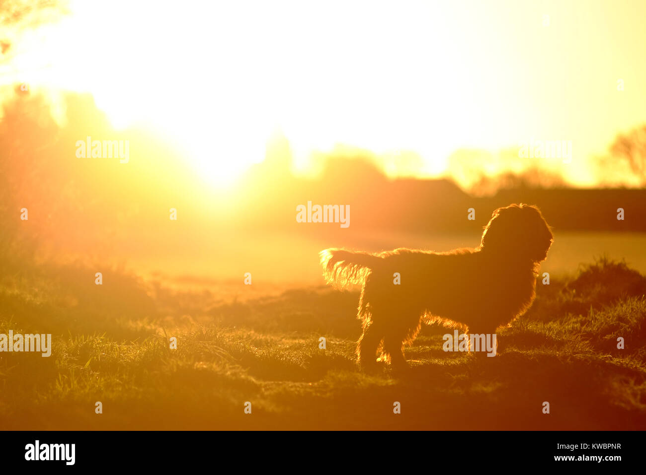 Working cocker spaniel mit Winter Sonne Stockfoto
