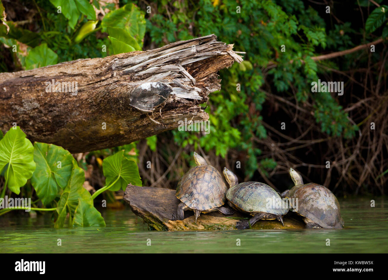 Schieberegler, Schildkröten, Chrysemys ornata, auf einem Baumstamm in Gatun See, Doppelpunkt Provinz, Republik Panama. Stockfoto