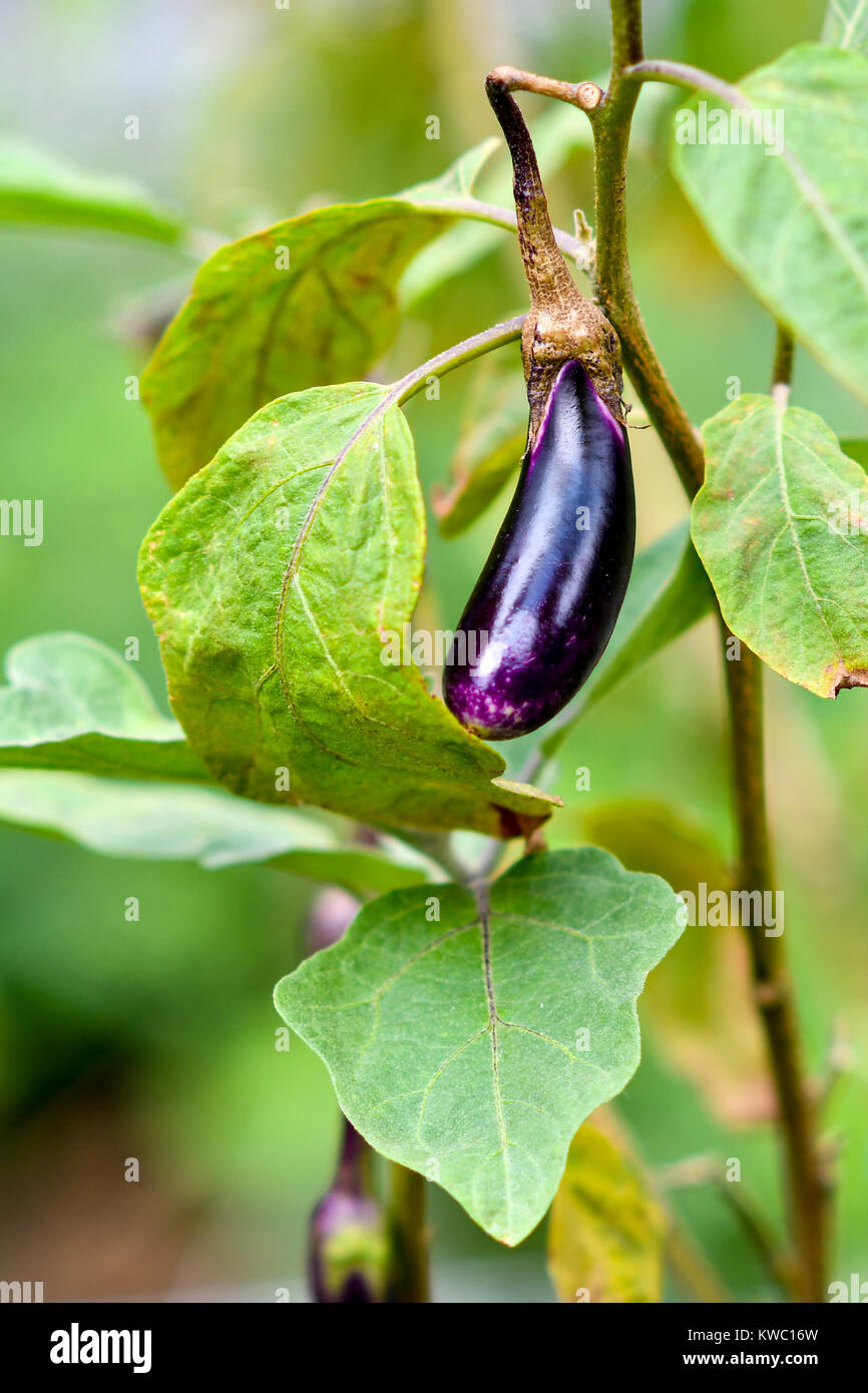 Aubergine, Aubergine, Eierfrucht Stockfoto