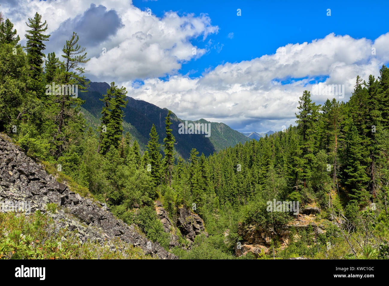 Pisten des dunklen Nadelwald der Taiga im Juli. Sibirische Berge. Osten Sayan. Russland Stockfoto