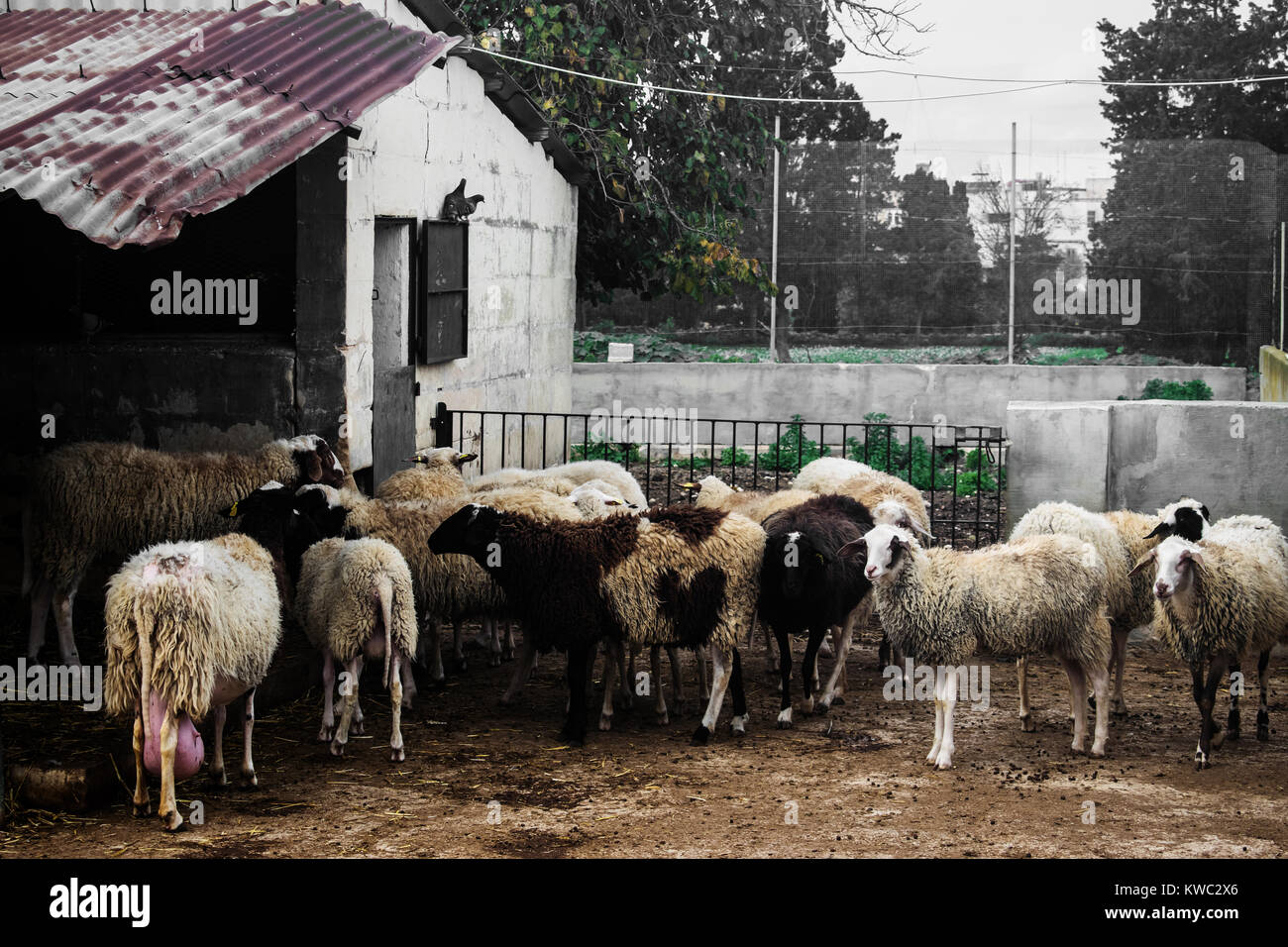Eine Herde Schafe auf einem Hof in Malta. Stockfoto