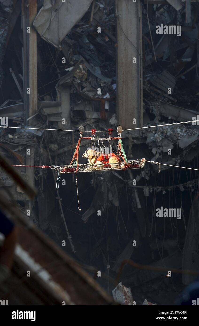 Ein Rettungshund wird aus den Trümmern des World Trade Centers, 15. September 2001 transportiert. New York City, nach dem 11. September 2001 Terroranschläge. US Navy Foto-Journalisten 1. Klasse Preston Keres (BSLOC_2015_2_82) Stockfoto