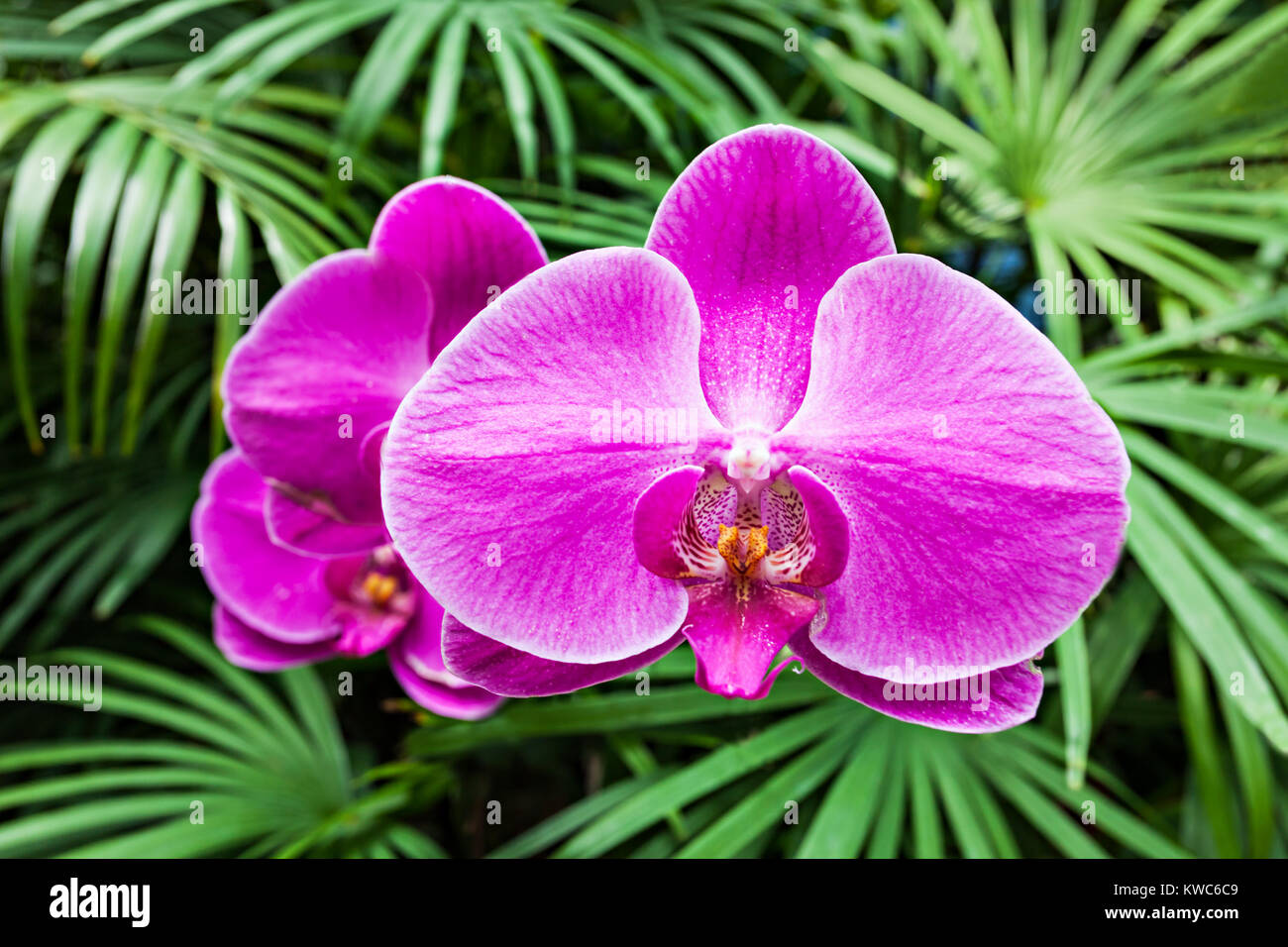 Schönheit Orchidee im exotischen Garten wachsenden Stockfoto