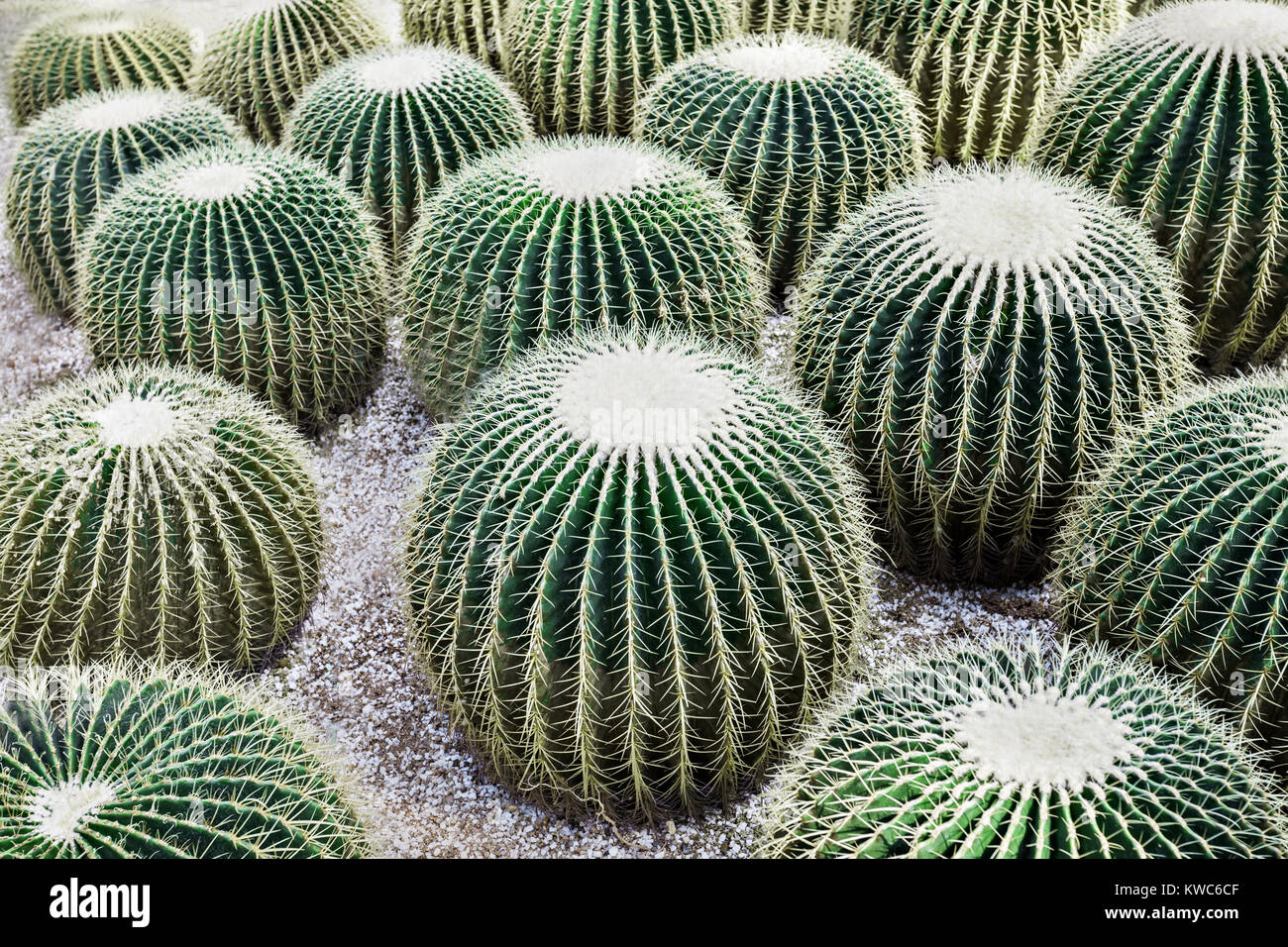 Mexiko, im Volksmund bekannt als Golden Barrel Cactus Stockfoto