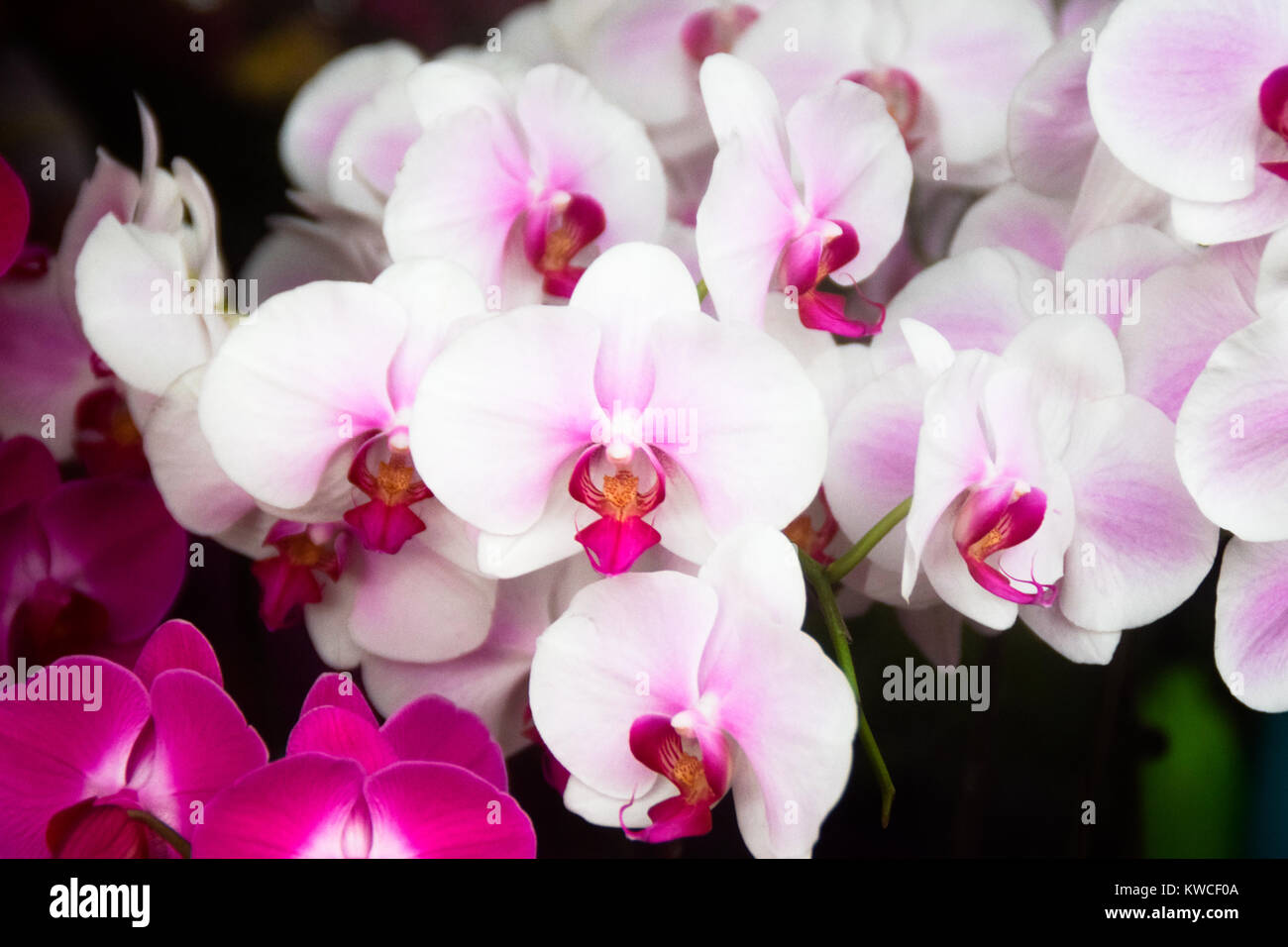 Blumen nicht sagen, sie zeigen Stockfoto