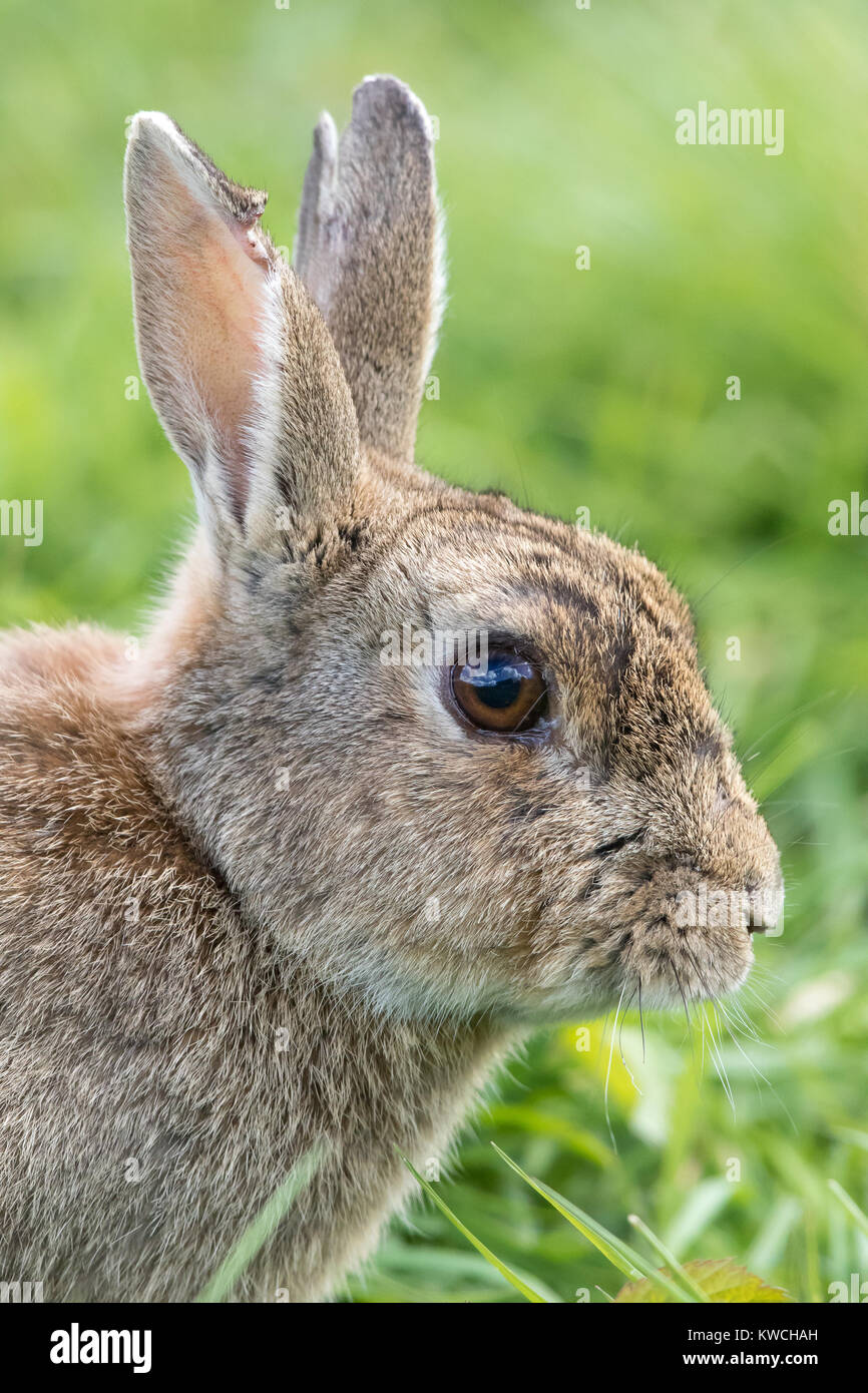 Seitenansicht, Portrait Nahaufnahme des wilden Kaninchenkopfes (Oryctolagus cuniculus) mit verletzten Ohrrissen, isoliert auf Gras bei Frühlingssonnenstrahlen. Wildkaninchen. Stockfoto