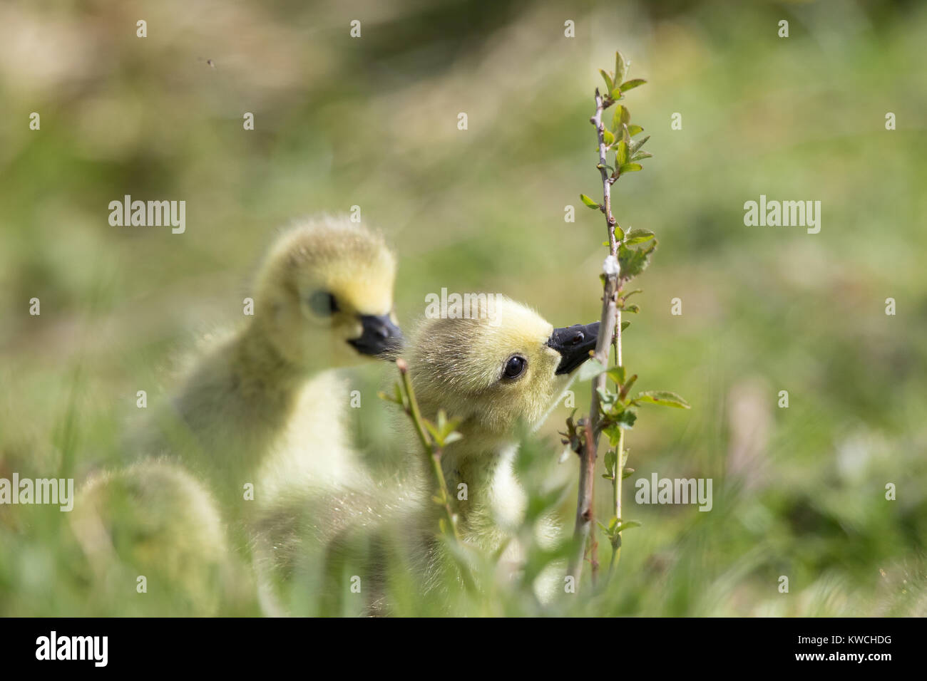 Nahaufnahme von zwei flauschigen kanadaküken (Branta canadensis), die gemeinsam im Frühlingsgras knabbernde Zweige-Blätter erkunden. Stockfoto