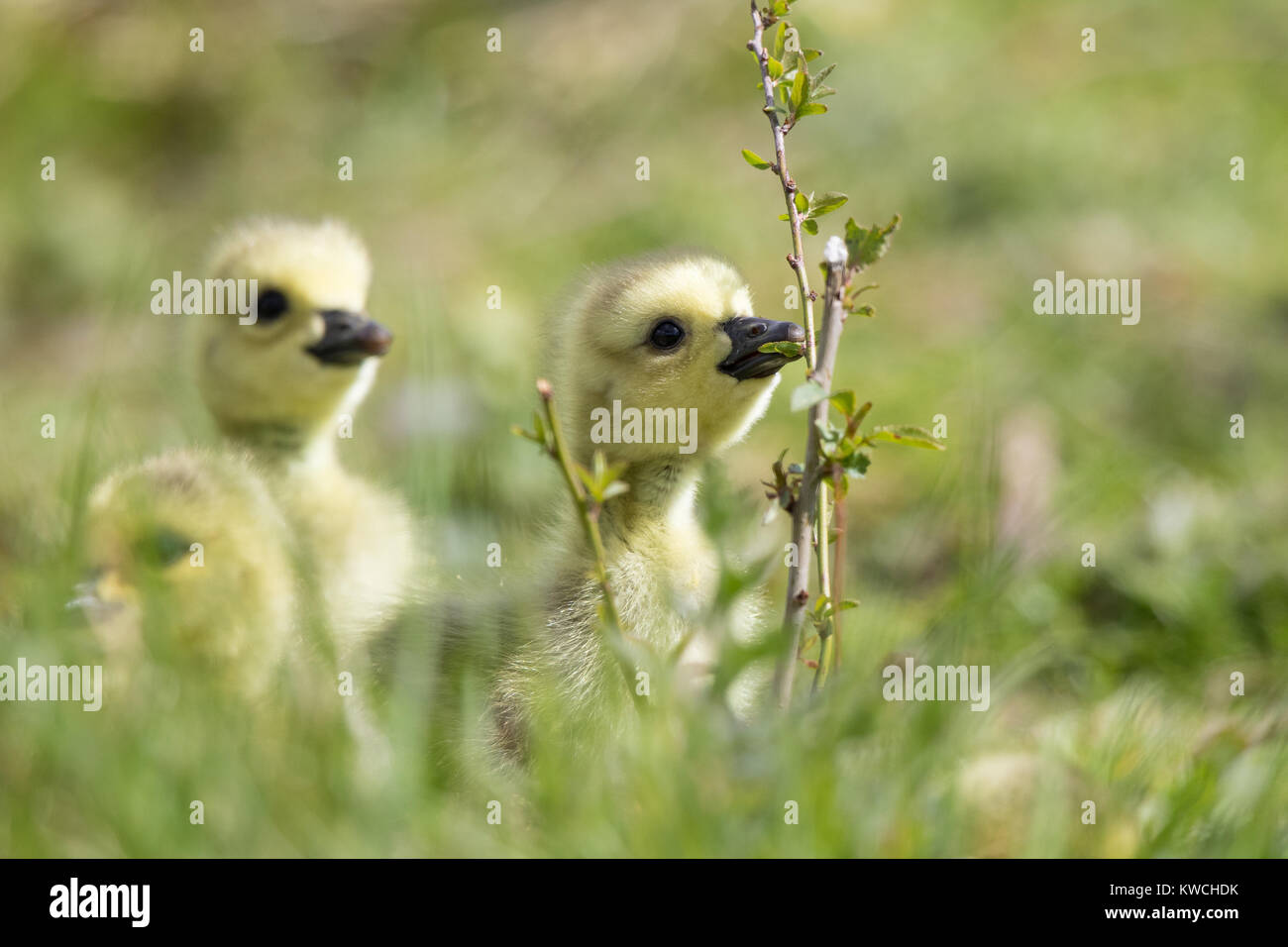 Detailreiche Nahaufnahme von niedlichen, flauschigen Küken aus Großbritannien (Branta canadensis), die den Sonnenschein genießen, im Gras die Gegend erkunden und im grünen Zweig knabbern. Stockfoto