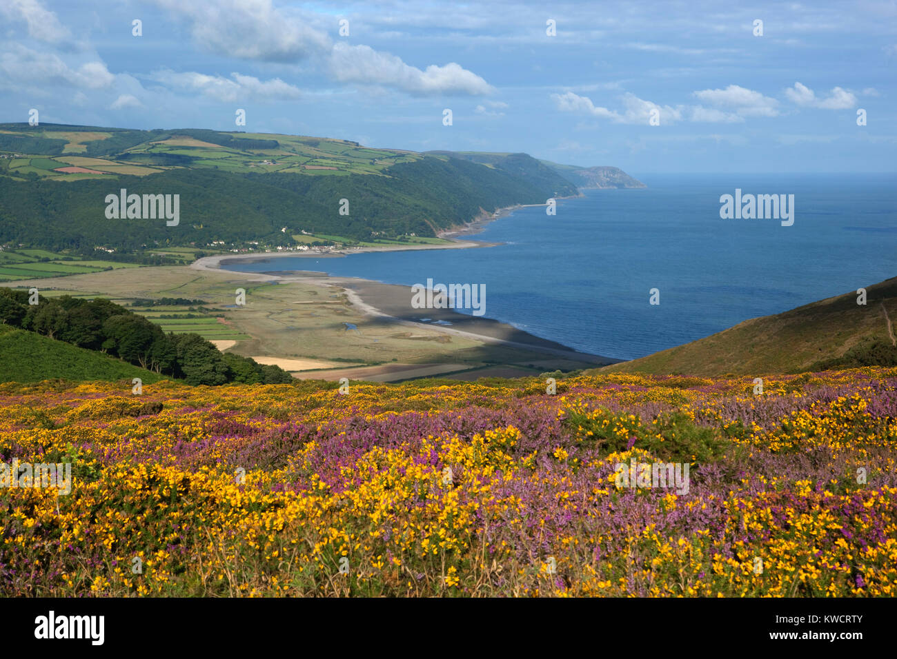 PORLOCK BAY, EXMOOR NATIONAL PARK, Somerset, England: Blick über Porlock Bucht und den Bristol Channel mit Heidekraut und Ginster Stockfoto