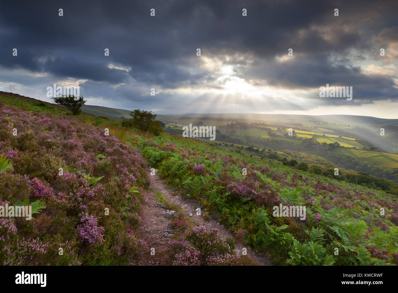 EXMOOR NATIONAL PARK, Somerset, England: Sonnenuntergang über Heather clad Exmoor in Richtung Cloutsham Stockfoto