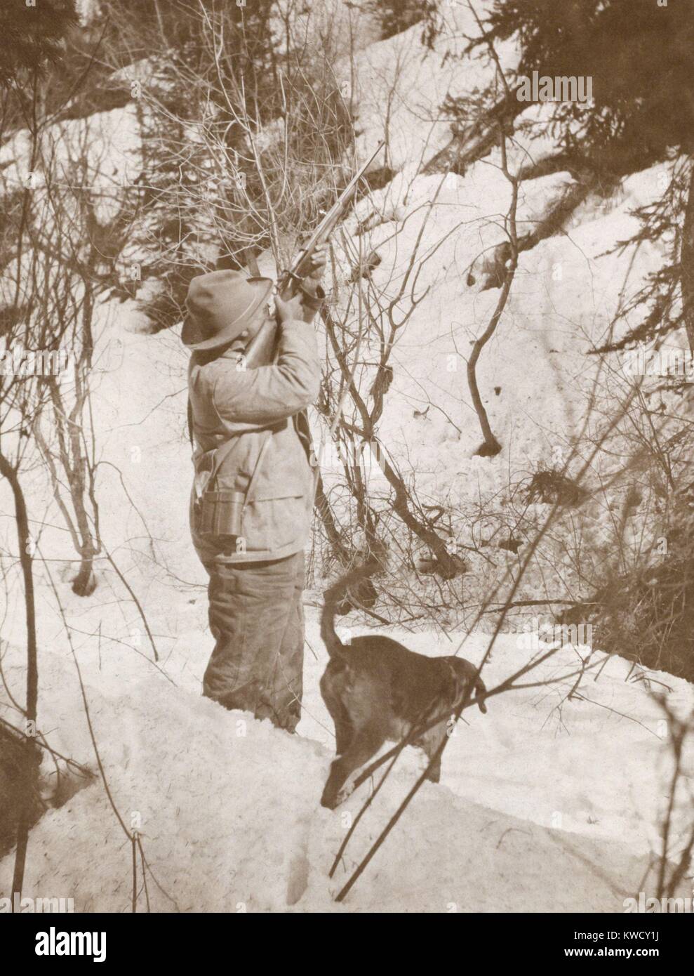 Präsident Theodore Roosevelt Schießen eines der großen Bären aus dem Baum, Colorado. April 15-30, 1905 (BSLOC 2017 4 84) Stockfoto