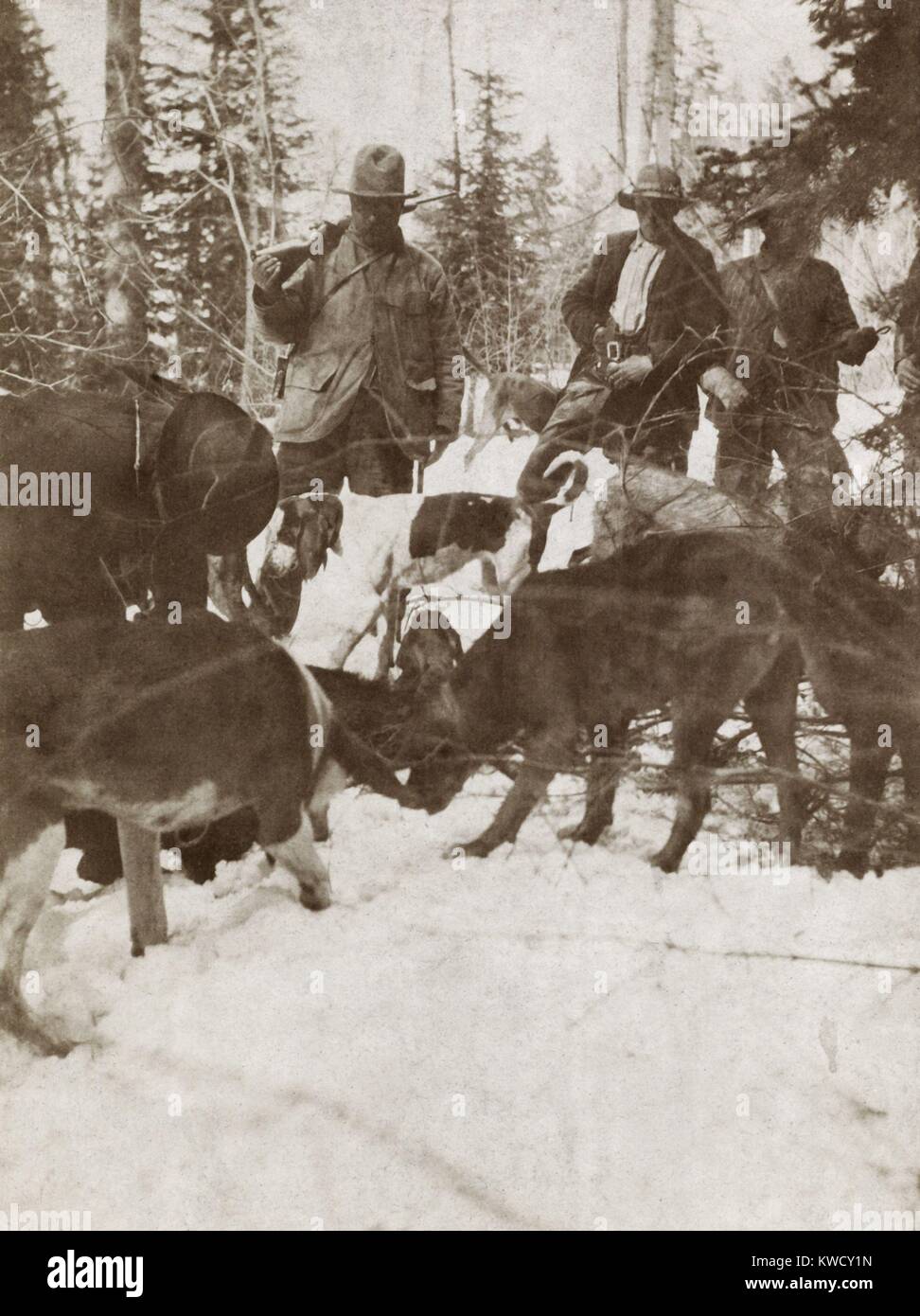 Präsident Theodore Roosevelt, der über ein grosses getötet, Colorado. Auf der rechten Seite sind seine Jagd Gefährten John Goff und Jake Borah, April 15-30, 1905 (BSLOC 2017 4 85) Stockfoto