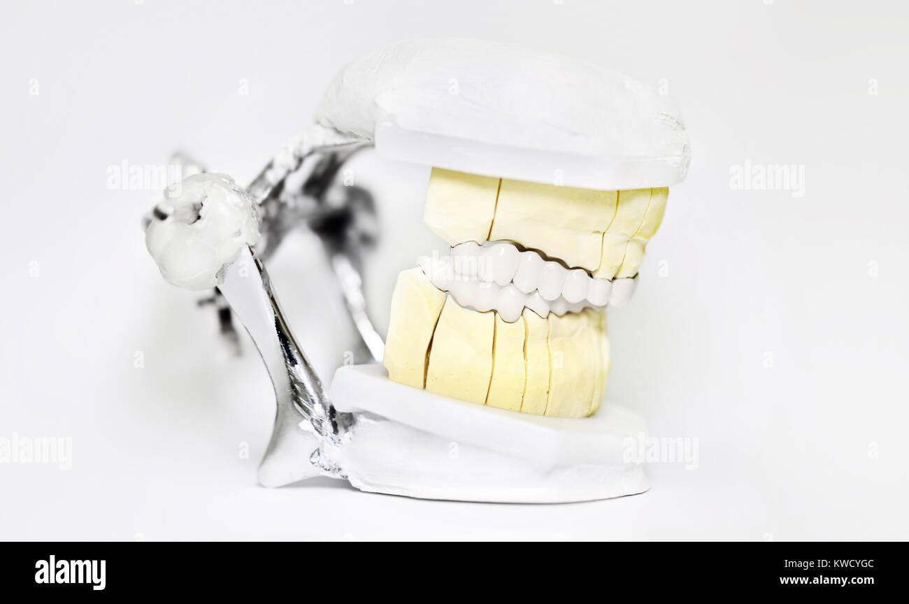 Zahnmedizinische Artikulator auf weißem Hintergrund, Zahnarzt technische Tools Stockfoto