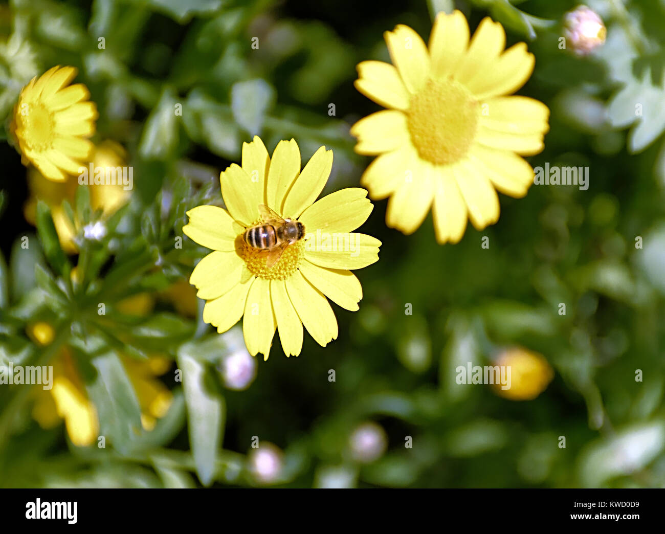 Gelbe Blume namens Calendula arvensis mit Biene auf blütenstempel Stockfoto