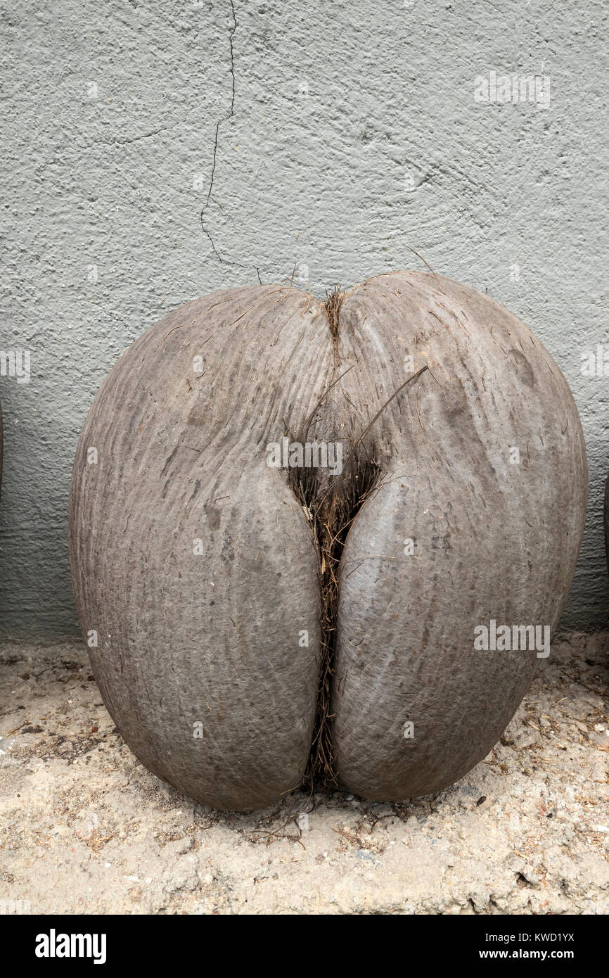 Coconut von Coco de Mer (Lodoicea maldivica), Kokosnuss, Kokosnuss, Fond Ferdinand Naturschutzgebiet, Praslin, Seychellen Stockfoto
