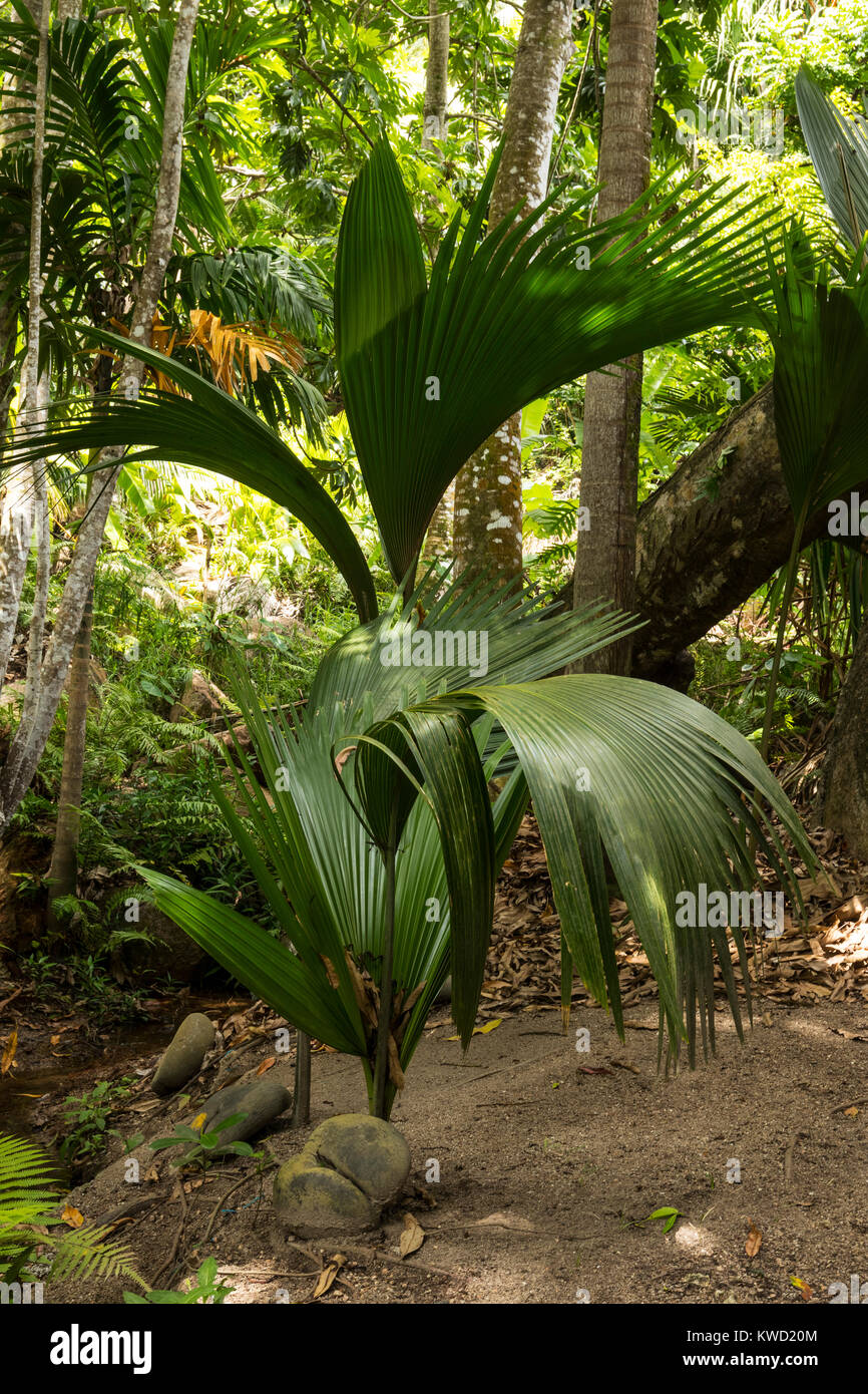 Kinder Pflanzen von Coco de Mer (Lodoicea maldivica), Fond Ferdinand Naturschutzgebiet, Praslin, Seychellen Stockfoto