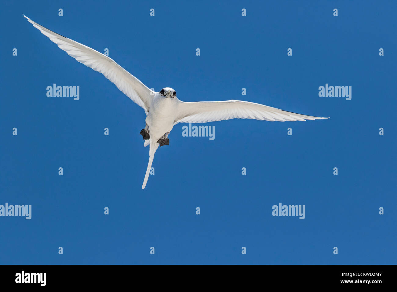 White-tailed Tropicbird (Phaethon Lepturus), Whitetailed Tropicbird, Long-tailed Tropicbird, Tropicbirds (Phaethontidae) Stockfoto