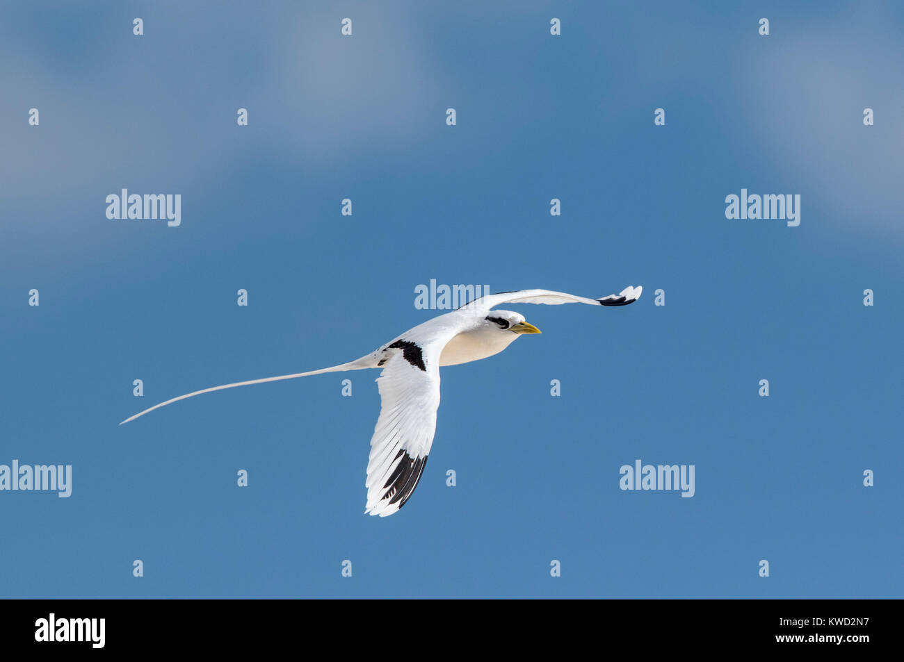 Nach White-tailed Tropicbird (Phaethon Lepturus), Whitetailed Tropicbird, Long-tailed Tropicbird, Tropicbirds (Phaethontidae) Stockfoto