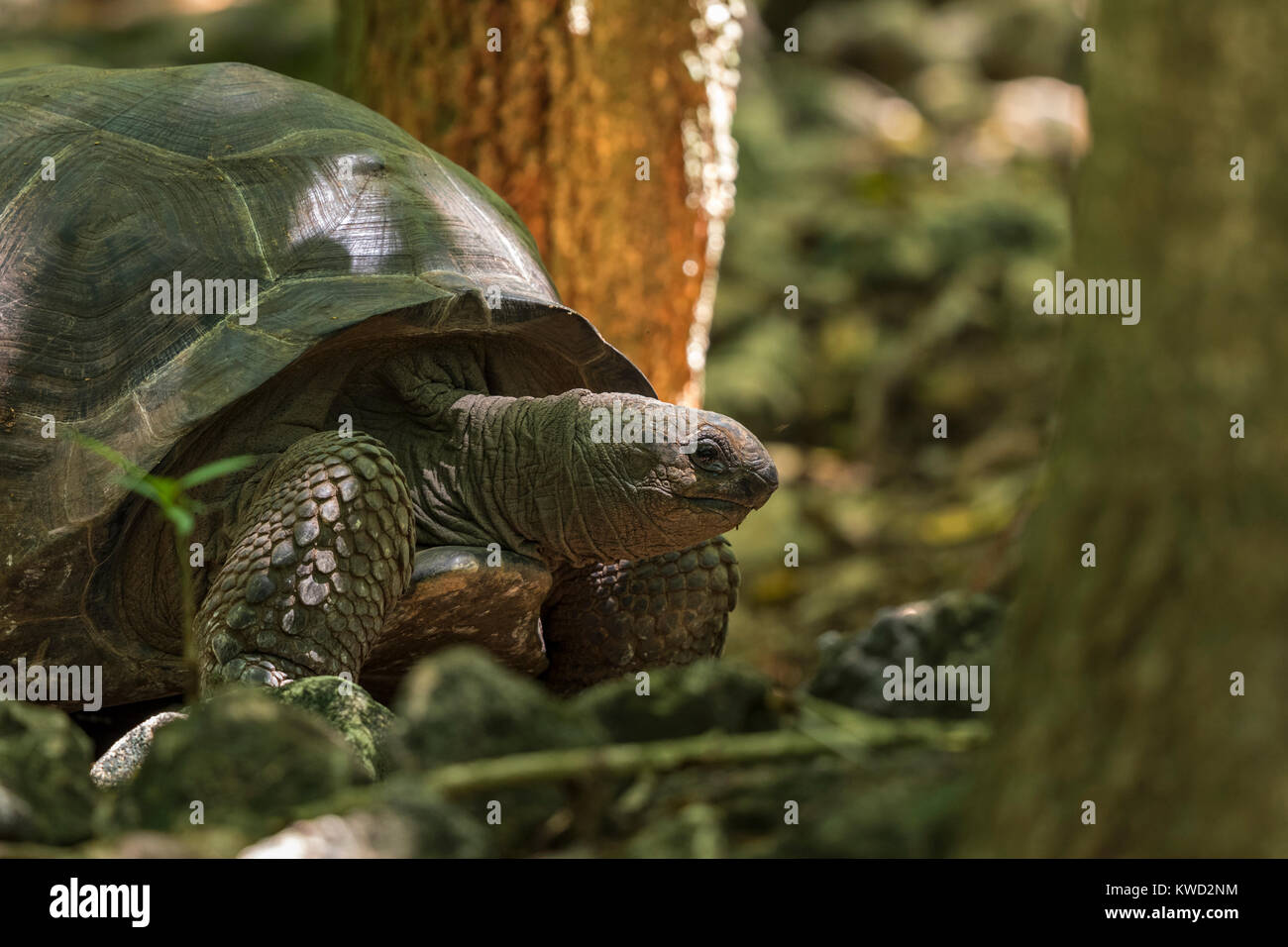 Riesenschildkröte (Aldabrachelys gigantea), Testudinidae Stockfoto