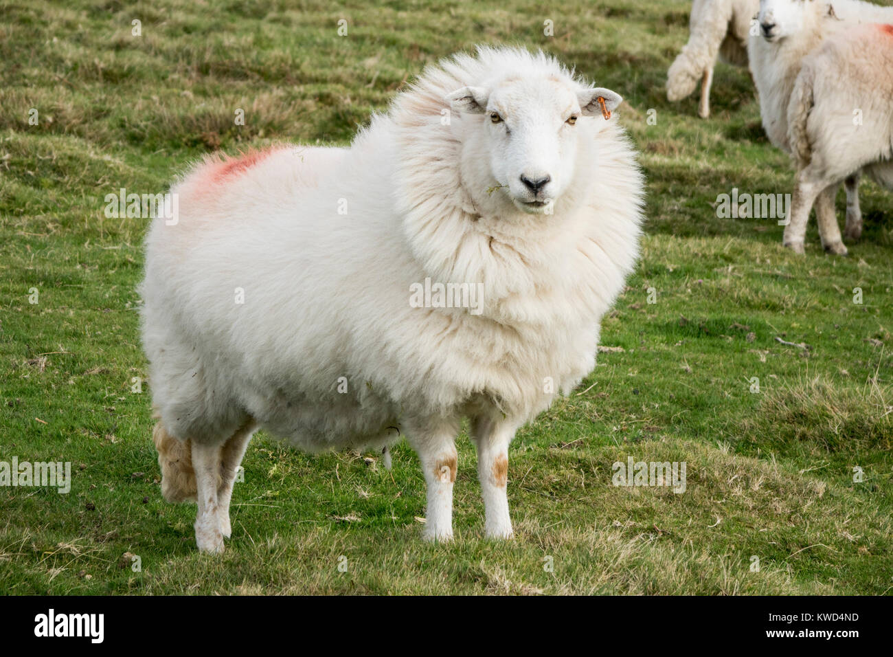 Flauschige weiße Schafe Shropshire Hills, England, Großbritannien Stockfoto