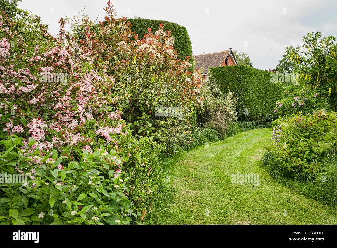 Breite Gras weg, zwei separate Teile von einem Englischen Garten; durch eine Vielzahl von blühenden Bäumen und Sträuchern und immergrüne Koniferen flankiert leylandii Stockfoto