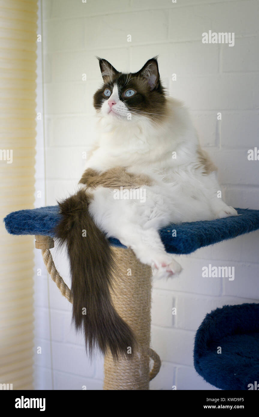 Eine junge weibliche Ragdoll Katze von Aktivität außerhalb ihrer Domain abgelenkt Stockfoto