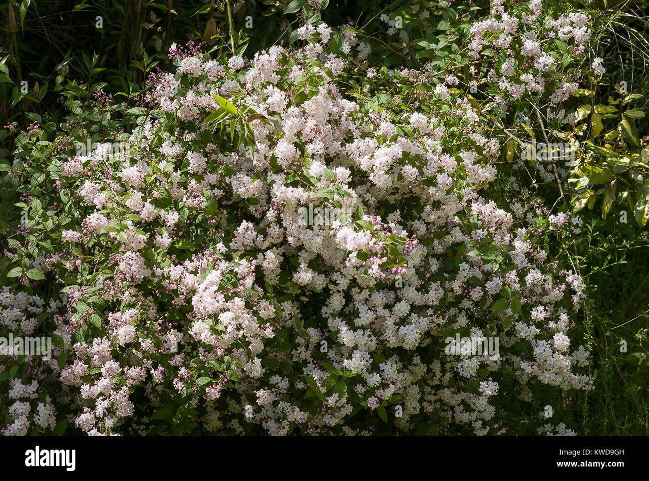 Reichblühend Deutzia x elegantissima Rosealind Blüte im Juni in einem Englischen Garten in Wiltshire England Großbritannien Stockfoto