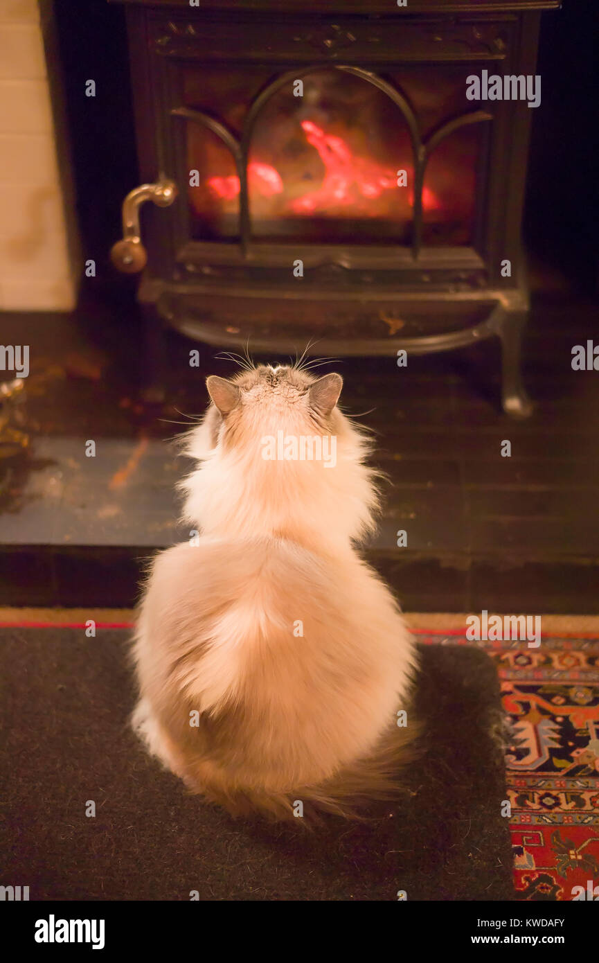 Vordersitz für Wärme und Komfort. Ein erwachsener Ragdoll Katze sitzt auf einer Matte vor einem lodernden Feuer in einem geschlossenen Kaminofen im Winter in Großbritannien Stockfoto