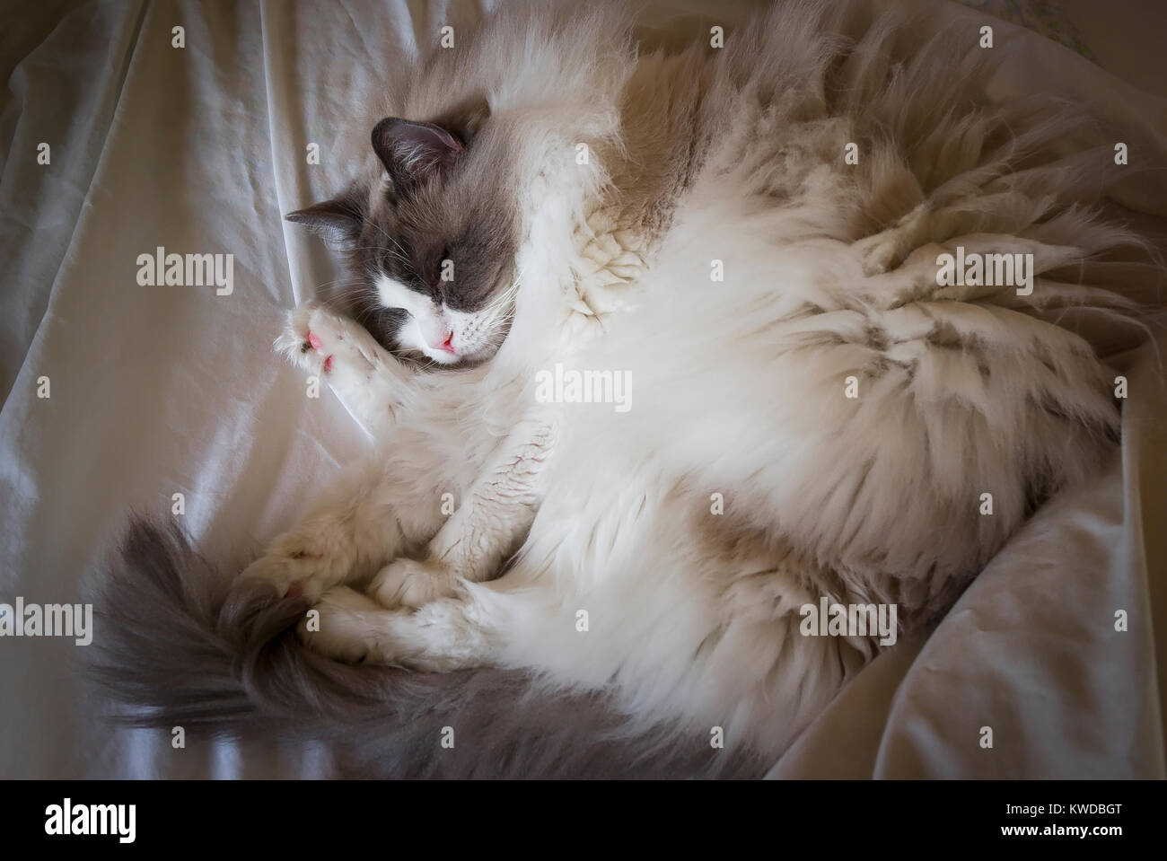 Schlafen Ragdoll Katze liegend auf einem offenen Bett in Großbritannien Stockfoto