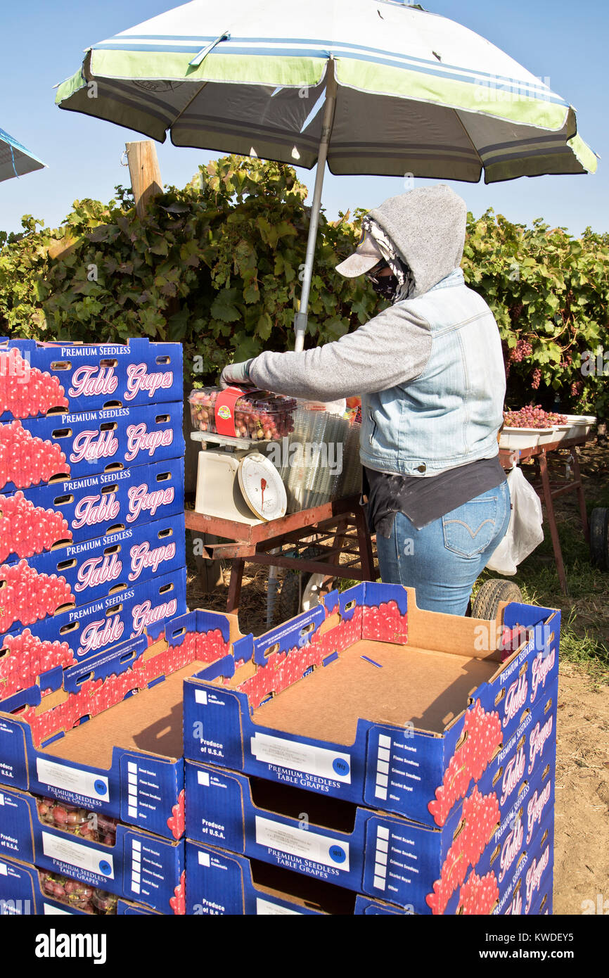 Arbeitnehmer Verpackung 'Crimson' geerntet Kernlose Tafeltrauben, Vitis vinifera. Stockfoto