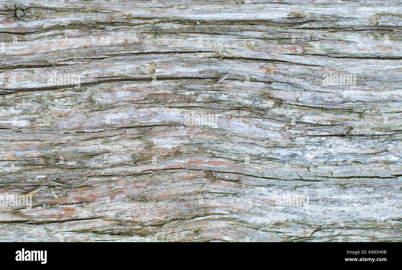 Baum Hintergrundbild für Tapeten oder Kopieren. Stockfoto