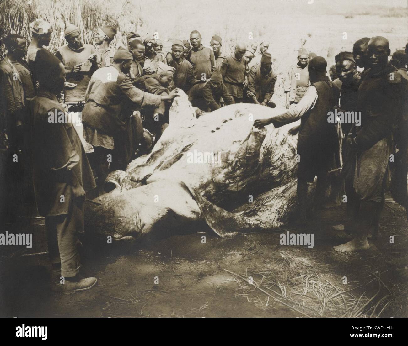Die afrikanischen Männer skinning ein Nilpferd getötet von Theodore Roosevelt, July-Dec. 1909. Der Schädel und die Haut Würde bewahrt zu Taxidermischen vom Smithsonians Natural History Museum (BSLOC 2017 8 10). Stockfoto